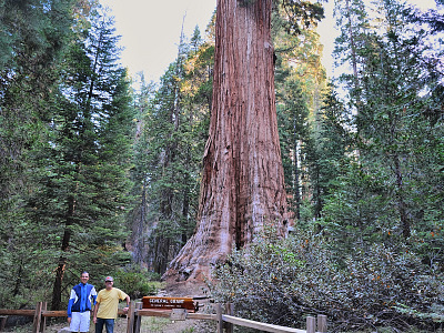 The 'General Grant' Sequoia